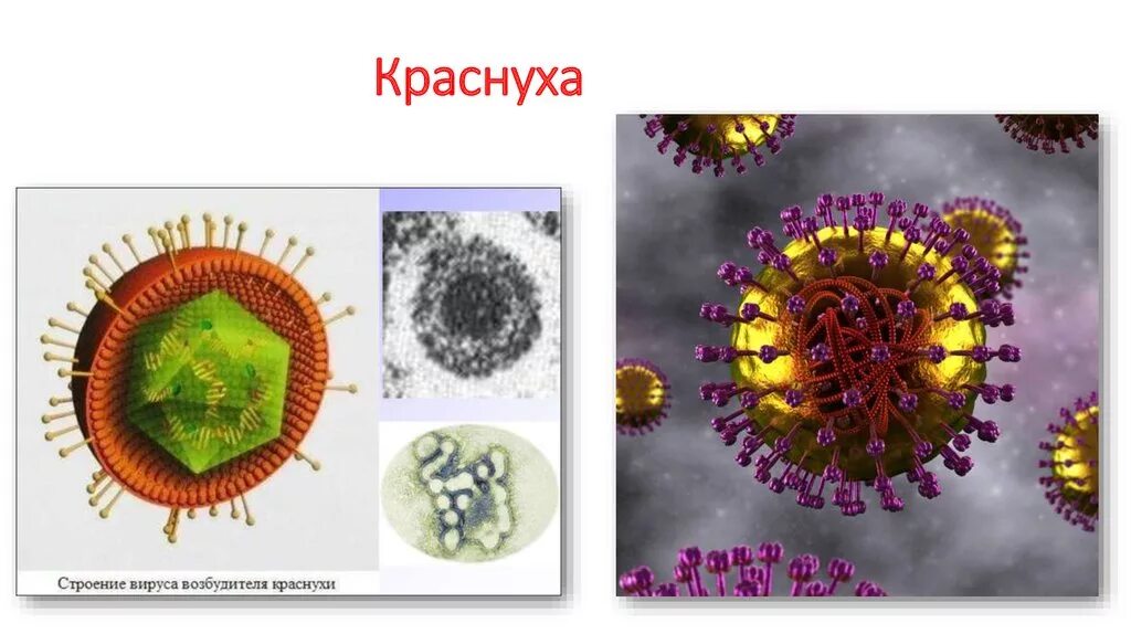Строение вируса краснухи. Строение вируса краснухи рисунок. Репродукция вируса краснухи микробиология. Вирус краснухи относится. Тогавирусы вирус краснухи.