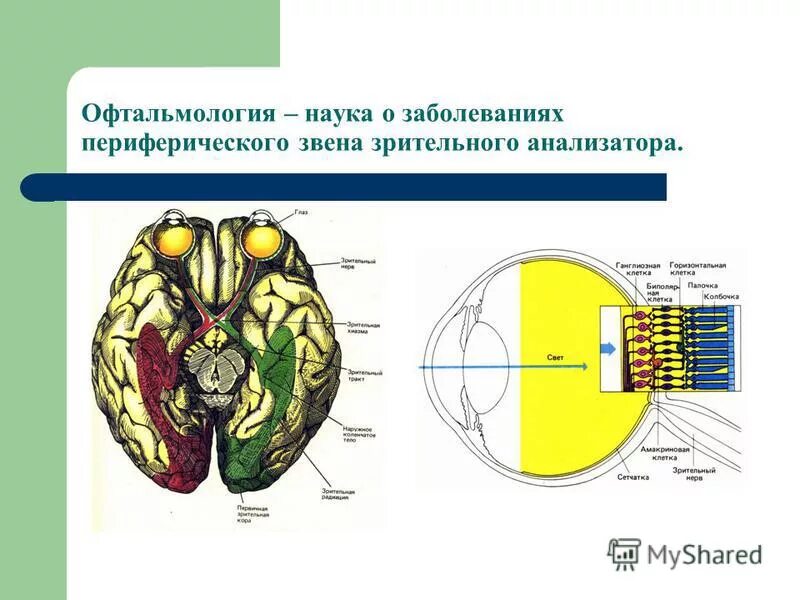 Проводниковым звеном зрительного анализатора является. Заболевания зрительного анализатора. Периферическое звено зрительного анализатора. Нарушение работы анализаторов.