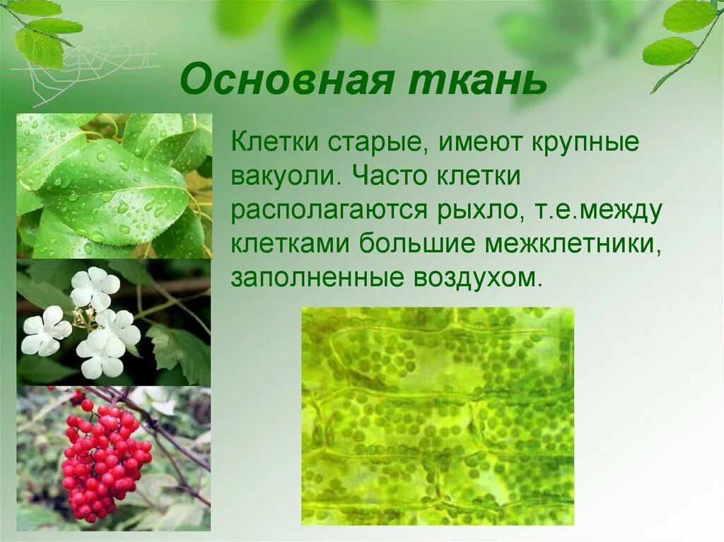 У каких растений появились ткани. Ткани растений основная ткань 6 класс. Основная ткань биология 6 класс. Основные ткани растений 6 класс биология. Основная ткань клетки.