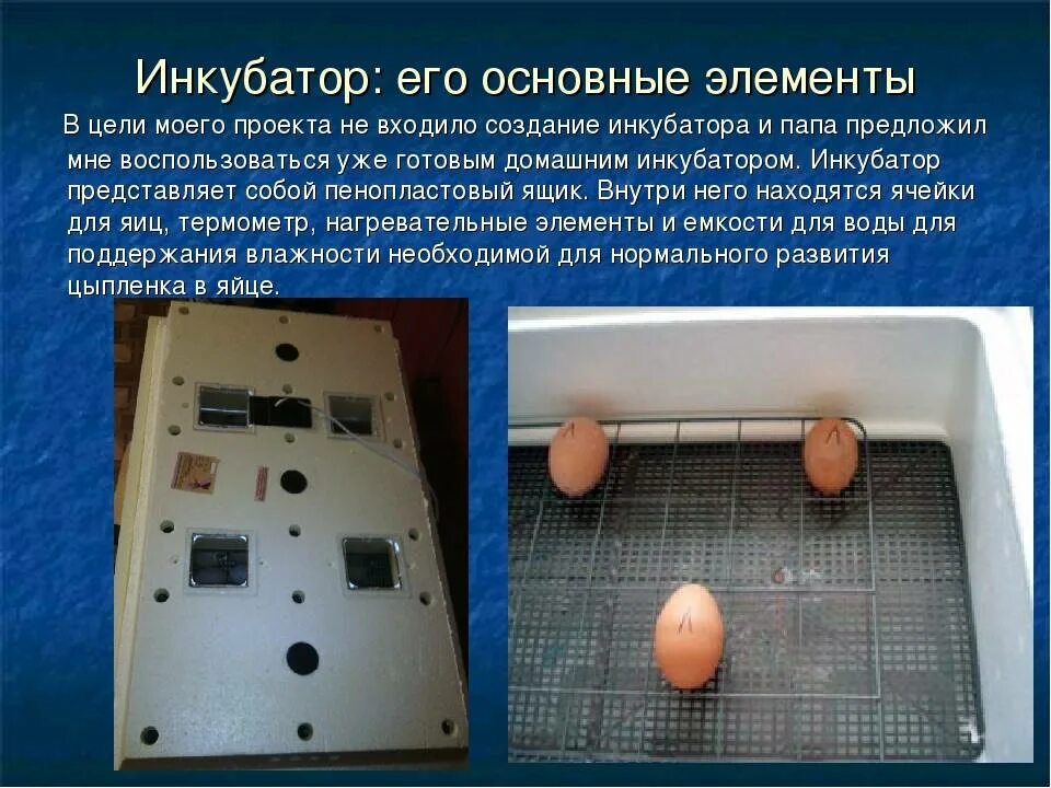 Вывод цыплят в инкубаторе Несушка. Вывод яиц в инкубаторе. Инкубирование яиц в инкубаторе. Инкубация куриных яиц в домашних.