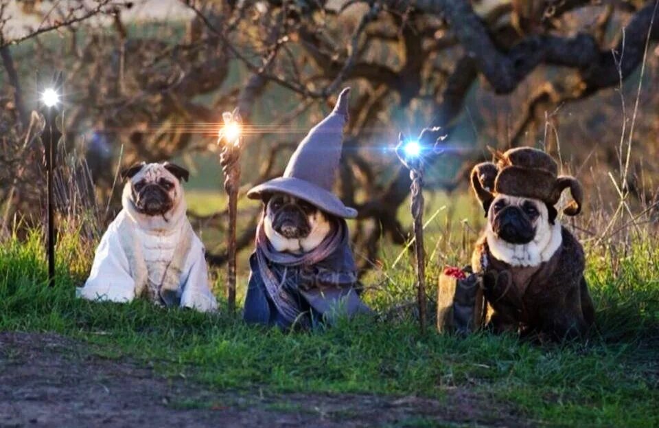 Wizard animals