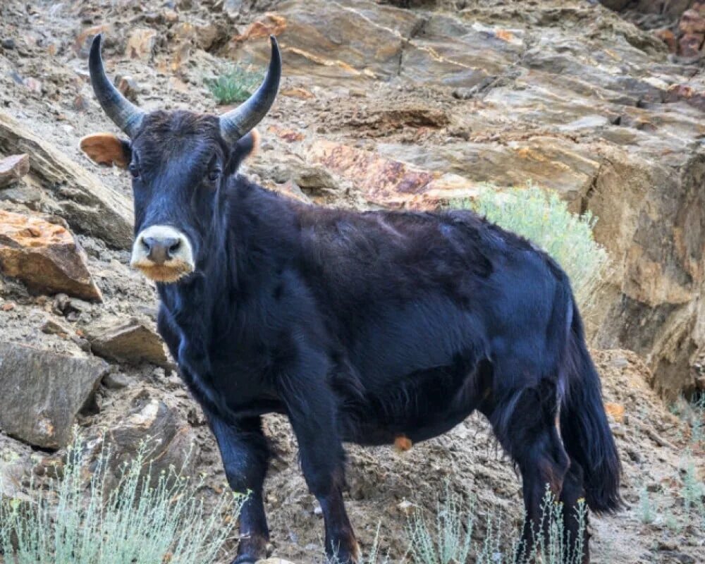 бифало порода. гибрид коровы. корова зебу. гибрид буйвола и коровы. бифало порода крс.