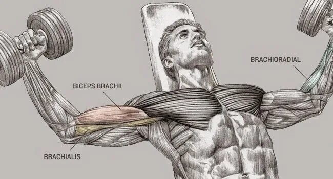 Сколько восстанавливаются плечи. Наружный бицепс. Верхний бицепс. Внешний бицепс упражнения. Верхний бицепс руки.