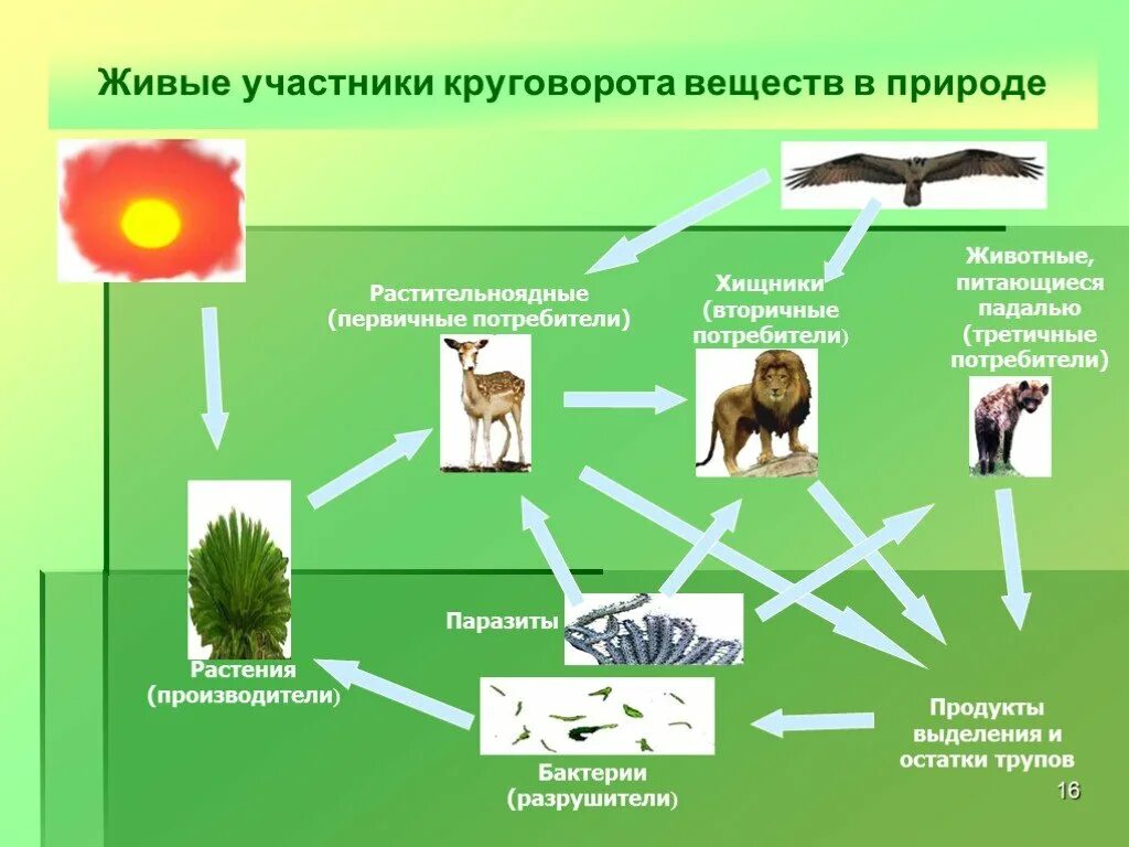 Бактерии грибы в круговороте веществ выполняют роль. Цепочка биологического круговорота веществ в природе. Круговорот веществ в при. Живые участники круговорота веществ. Круговорот веществ в природе схема.