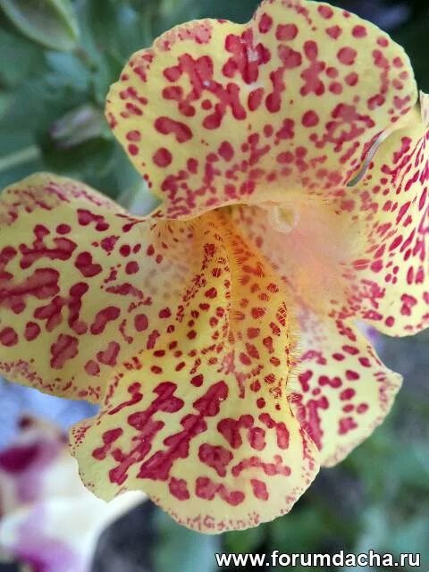 мимулюс максимус. мимулюс мускусный. мимулюс тигровый. мимулюс тигринус микс. мимулюс губастик.