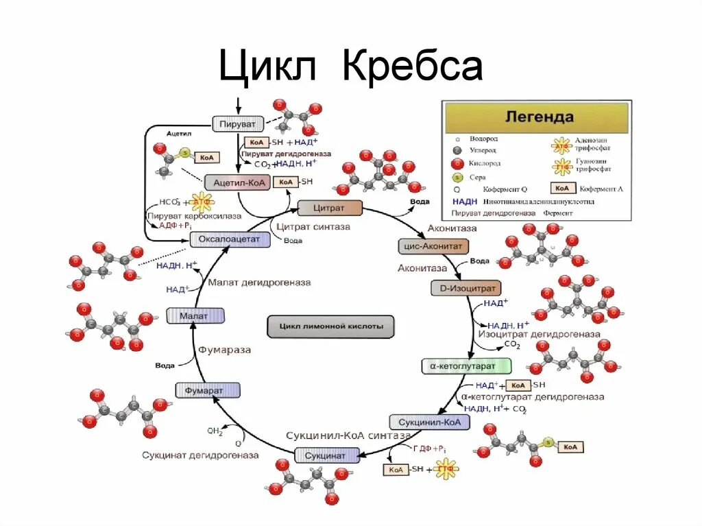 Цикл кребса кратко и понятно. Окисление глюкозы цикл кребса. Цикл кребса схема атф. Гликолиз и цикл кребса схема. Цикл кребса кратко и понятно.