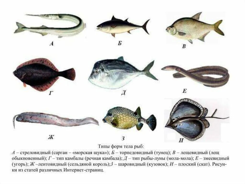 Какие формы тела имеют рыбы