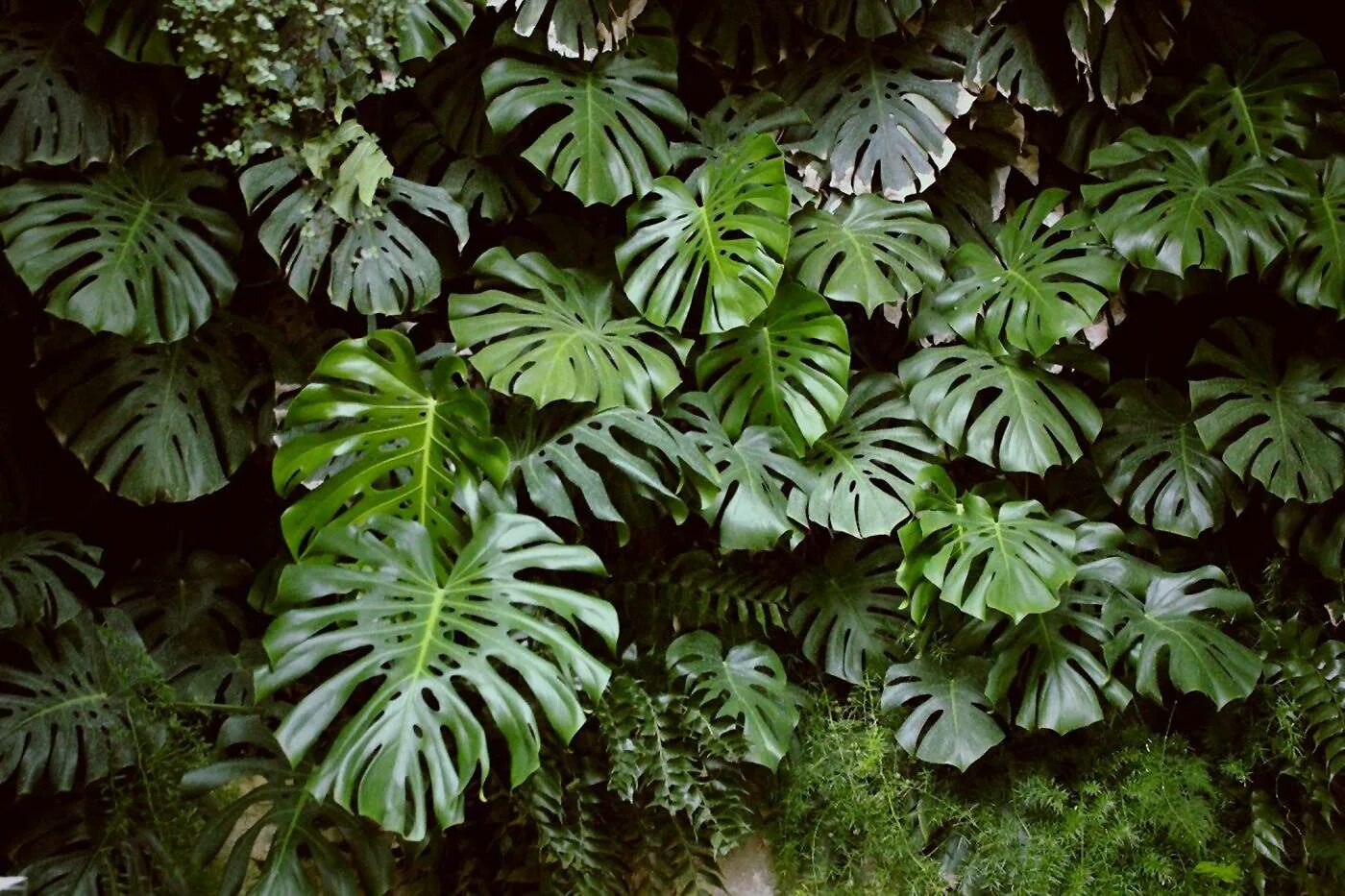 Tropical plant. Монстера крупнолистная. Монстера Делициоза (Monstera deliciosa). Монстера Пертуза. Филодендрон монстера листья.