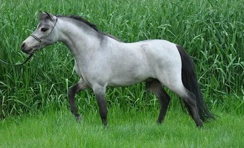 Американская миниатюрная