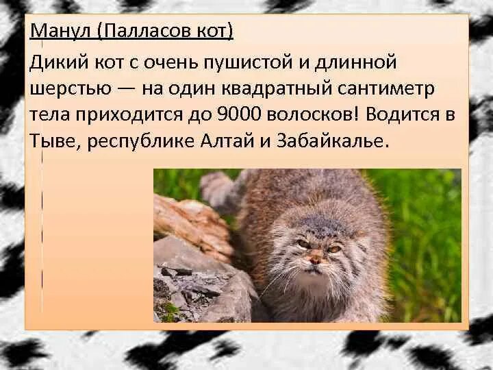 Книга дикий кот. Кот манул в забайкалье. красная книга забайкальского края манул. манул забайкальский описание. дикий кот красная книга.
