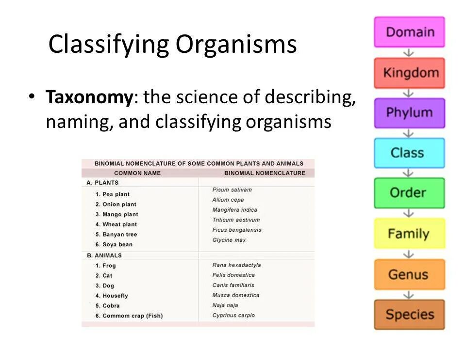 Virus taxonomy. Classification and nomenclature of viruses. Plant taxonomy. Classifying Organisms. Carchesium таксономия.