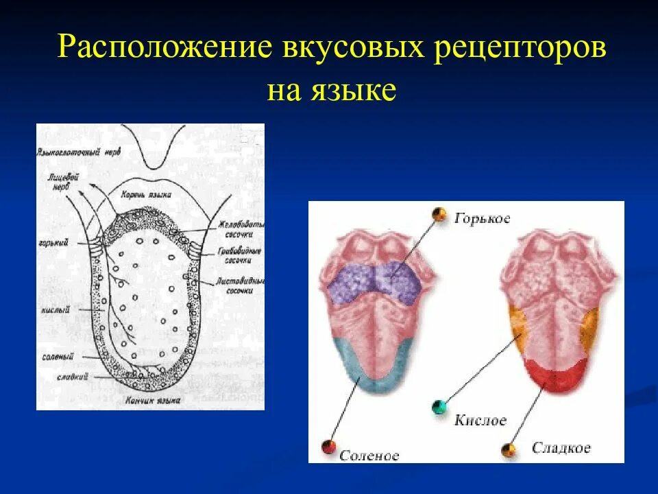 На кончике языка расположены рецепторы чувствительные к. Рецепторы языка человека схема. Вкусовые рецепторы на языке. Рецепторы на языке расположение.