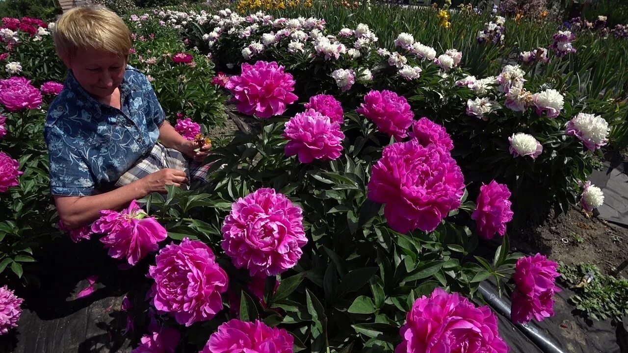 Сад анны ворошиловой-каталог пионов. Пион миртл джентри. Пион пинк джайнт. Пион фалькон. Снк пионы ворошиловой.