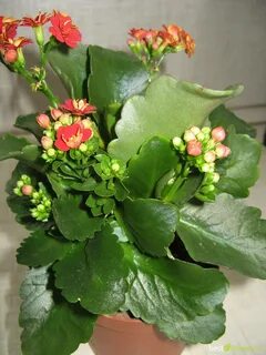 Покажи картинки каланхоэ