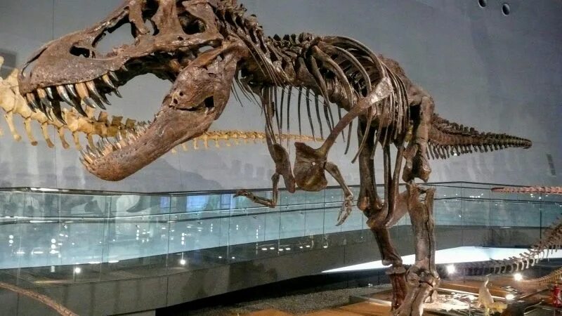 Палеонтологический музей кости динозавра. Зоологический музей скелет динозавра. Палеонтологический музей скелет динозавра. Кости динозавра Зоологический музей.