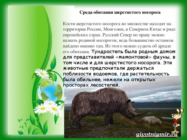 Носорог среда обитания. Жизнь обитания носорога. Ареал распространения шерстистого носорога. Шерстистый носорог ареал обитания.