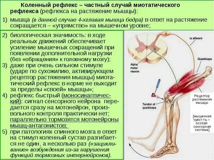 Мышечная сила нижних конечностей