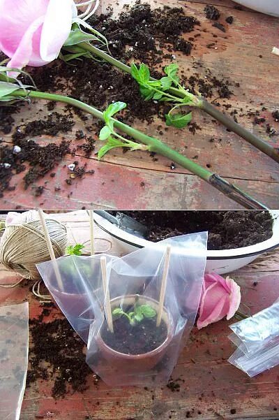 Сажаем розу из букета. Как вырастить розу из магазина. Как вырастить розу из магазина. Роза из черенка в домашних. Укоренить розу из букета.