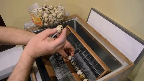 Инкубатор для перепелов