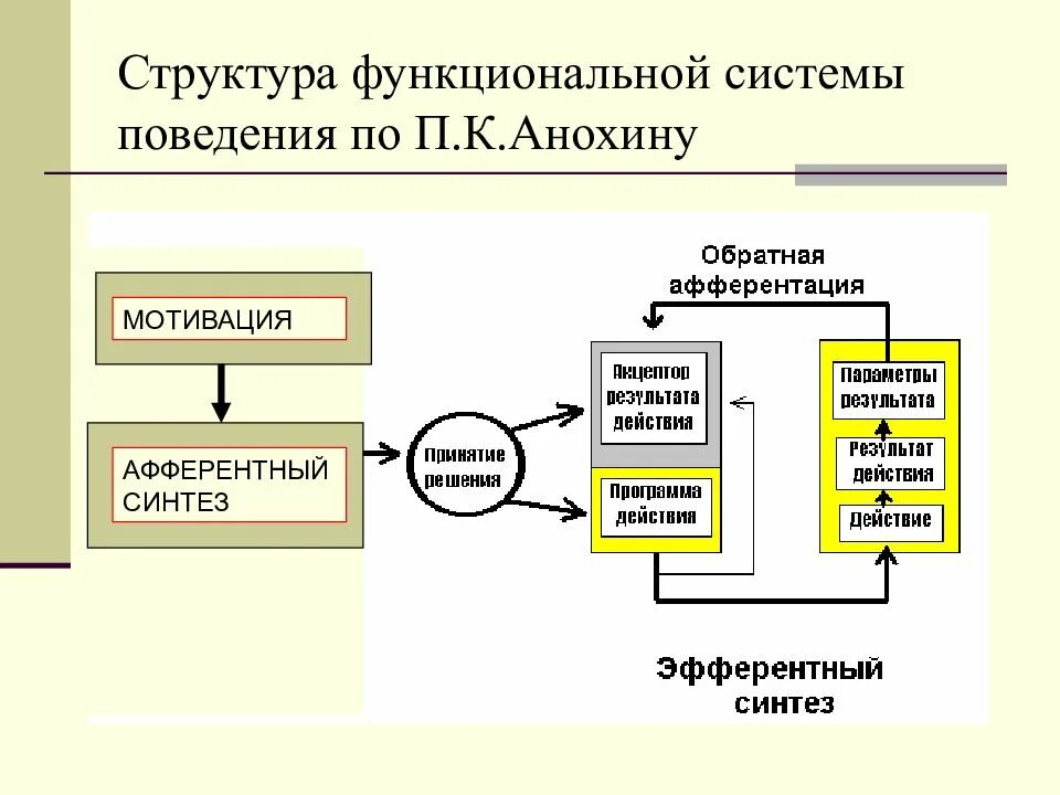 Функциональная система Анохина физиология. Функциональная система поведения физиология. Структурные элементы функциональной системы физиология. Структура функциональных систем в физиологии.