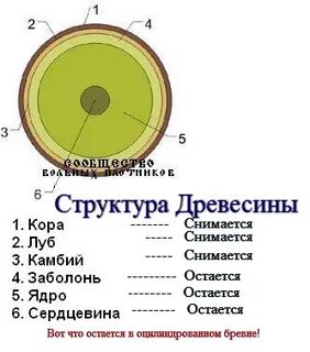 Какие слои древесины старше по возрасту лежащие