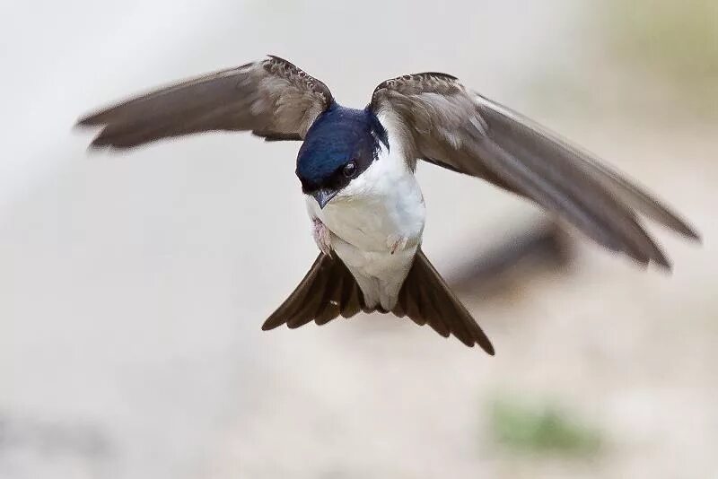 Ласточка городская (Delichon urbicum). Городская Ласточка воронок. Воронок птица. Ласточка с белой грудкой. Лапка ласточки