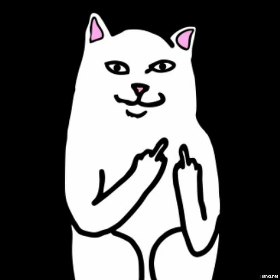 Котик показывает палец. Милые котики с факами. Кот показывает фак. Котик показывает палец. Гот показывает большой палец.
