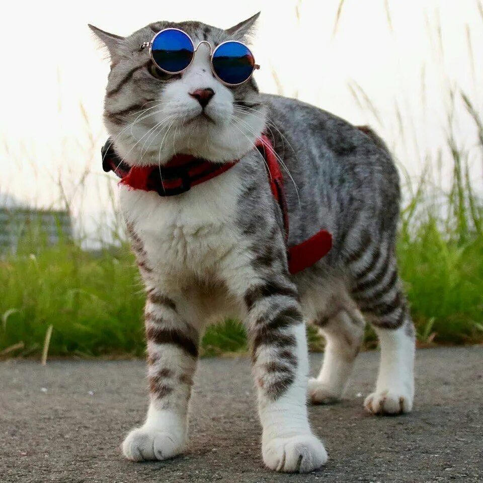 в очках. покажи крутого котика. крутой кот. крутые коты. кот диджей.