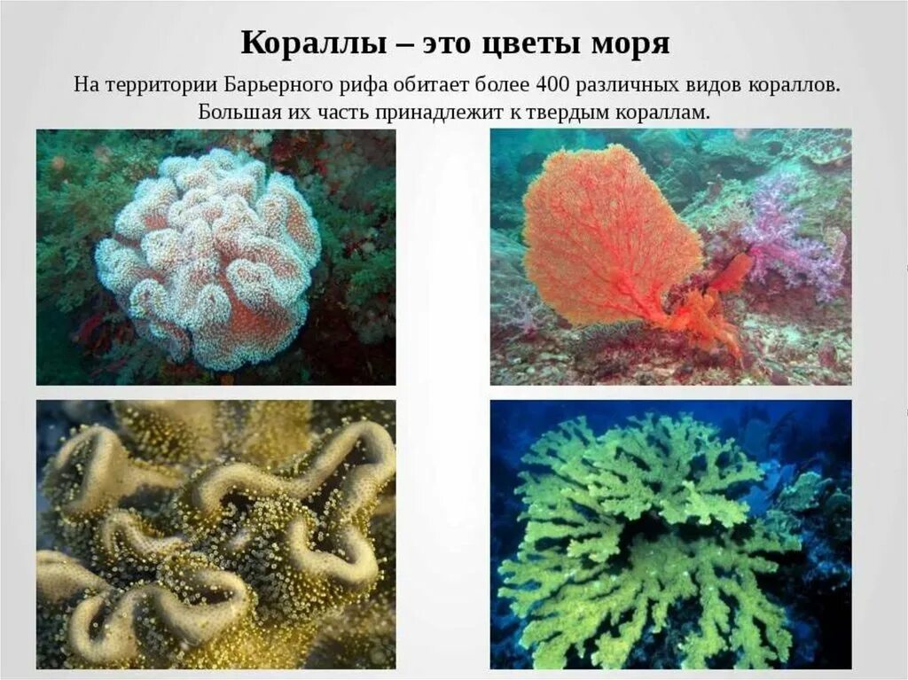 Кораллы презентация. Животные и растения моря. Кораллы описание. Кораллы презентация 3 класс. Обитатели морей сообщение