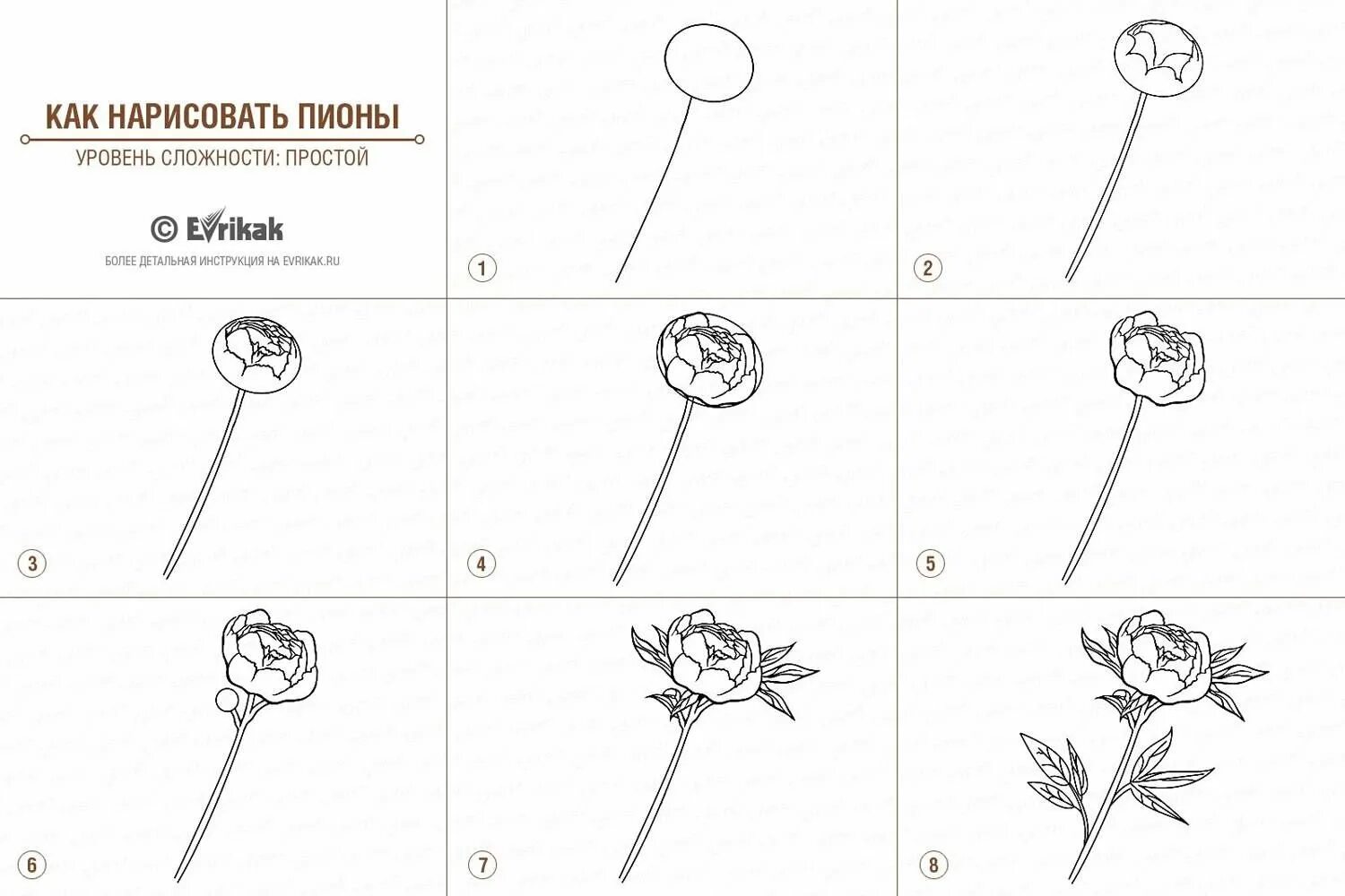 как нарисовать пион поэтапно. как нарисовать пион поэтапно. пионы референс. поэтапный рисунок пиона. конструктивное рисование цветов.