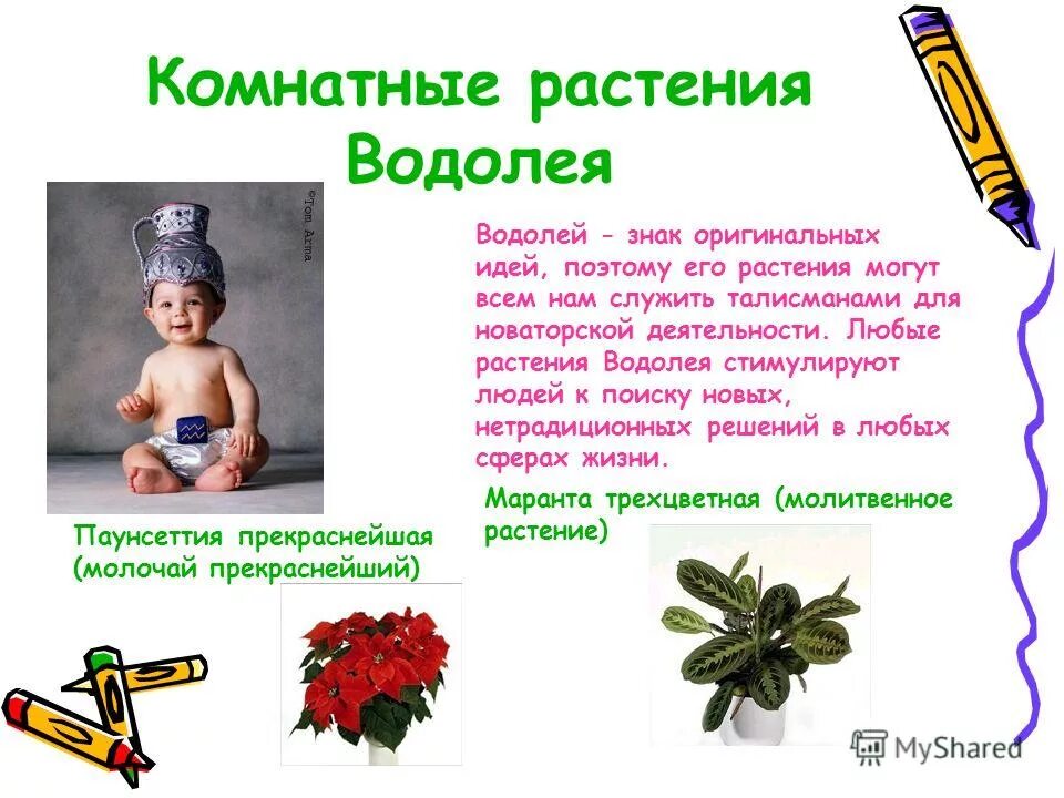 Какие комнатные растения принесут удачу в любви и деньгах разным знакам зодиака
