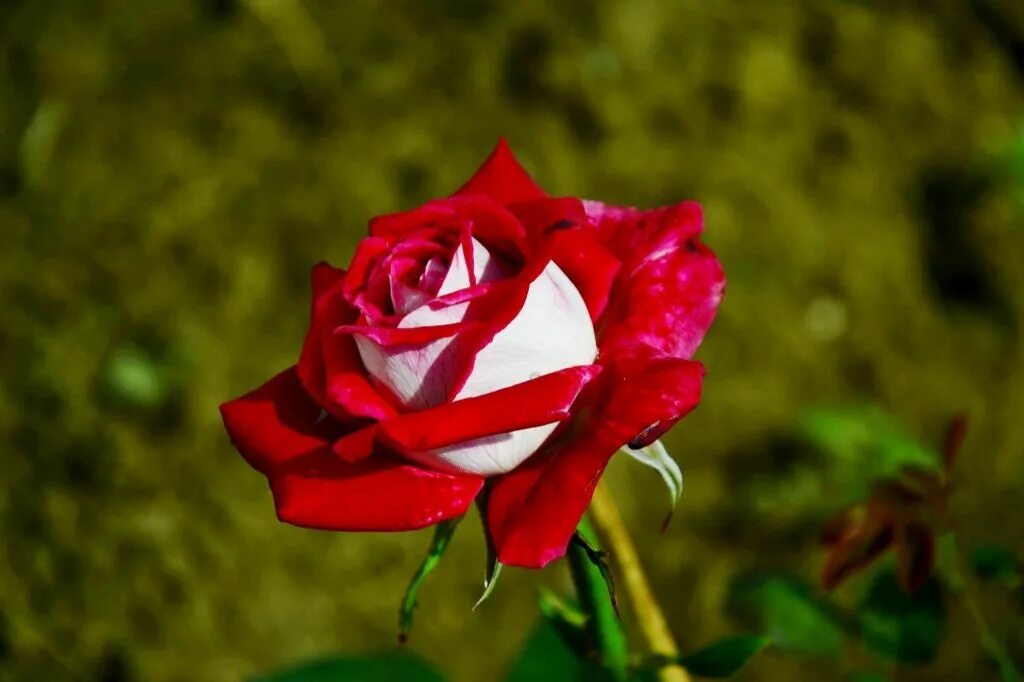 Post rose