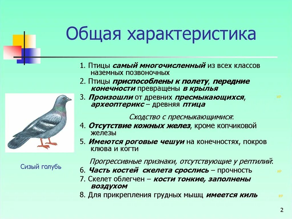 Что общего в организации птиц. Общая характеристика птиц. Класс птицы общая характеристика. Общая характеристика птиц 7. Класс птицы общая харак.