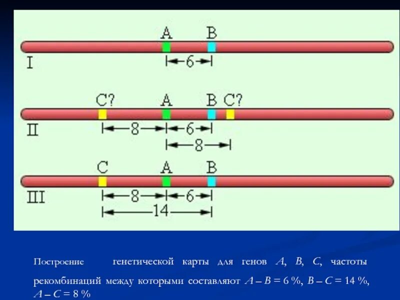 Построение генетической карты. Принципы построения генетических карт. Посторонние генетических карт. Задачи на построение генетических карт. 3 гена расстояние