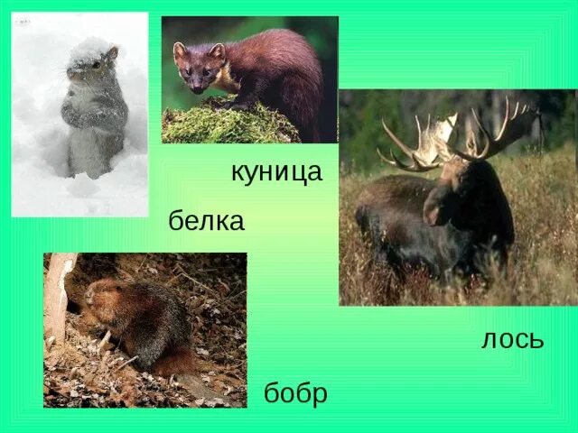 Лось куница. Куница и белка. Куницы смешанных лесов. Куница природная зона. Куница в какой природной зоне