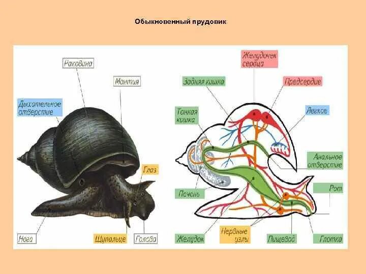 Строение прудовика обыкновенного. Строение малого прудовика. Строение раковины большого прудовика. Внутреннее строение обыкновенного прудовика. Тип питания прудовика