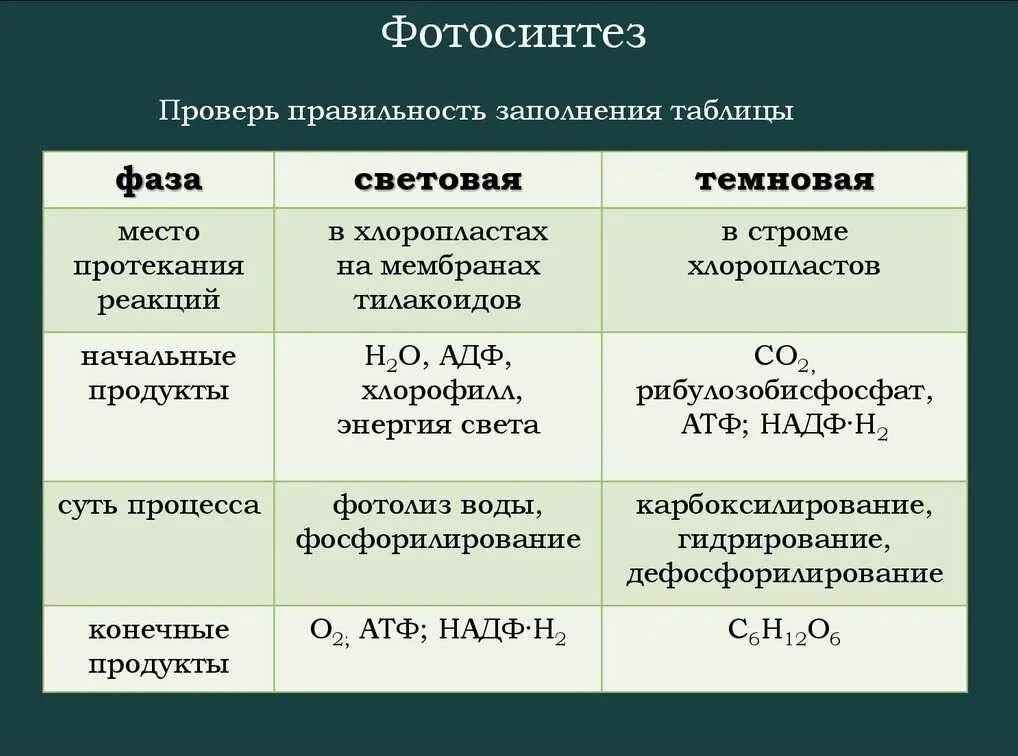 Окисление в хлоропластах. Фотосинтез световая фаза и темновая фаза таблица. Процесс фотосинтеза световая и темновая фазы. Фазы фотосинтеза световая и темновая таблица. Фазы фотосинтеза таблица 9 класс световая и темновая.