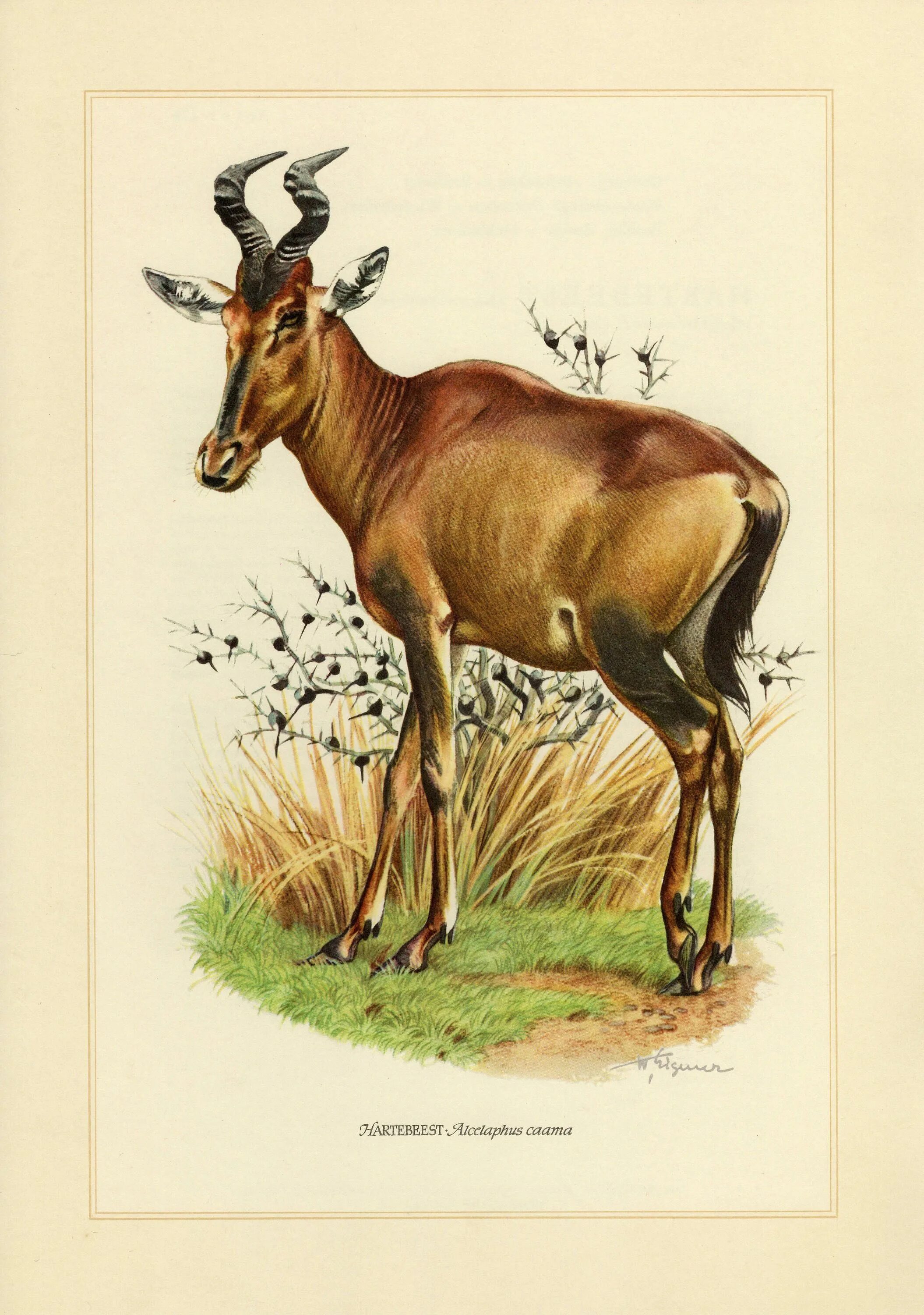 Hartebeest yaelokre текст. Каама. сайгак. claus caspari. hartebeest перевод.