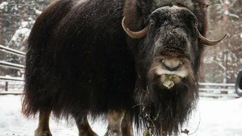 Овцебык обитает в тайге