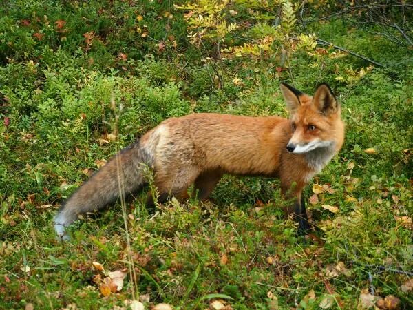 Renard. Лисичка. Rus foxes. Лиса жемчужная крестовка. Красная лиса.