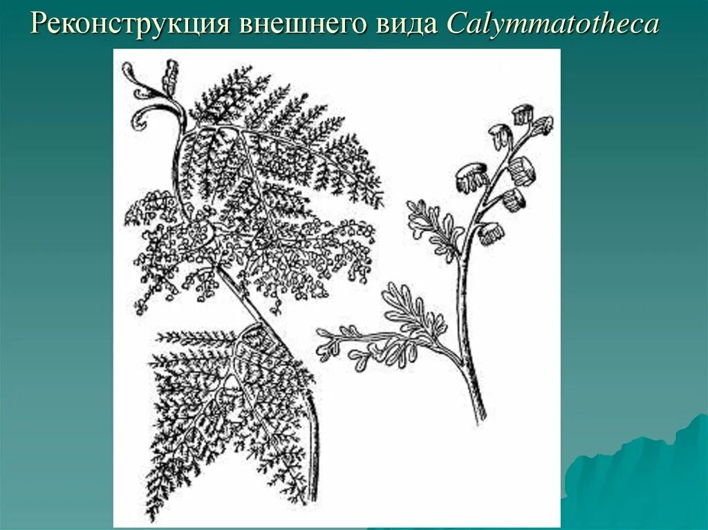 Семенные папоротники переходная форма. Семенные папоротники. семенной папоротник рисунок. медуллоза.