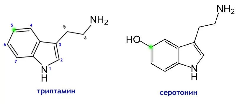 Триптофан серотонин формула. Триптамин и серотонин. Серотонин формула химическая. Строение гормона серотонина. Норма серотонина