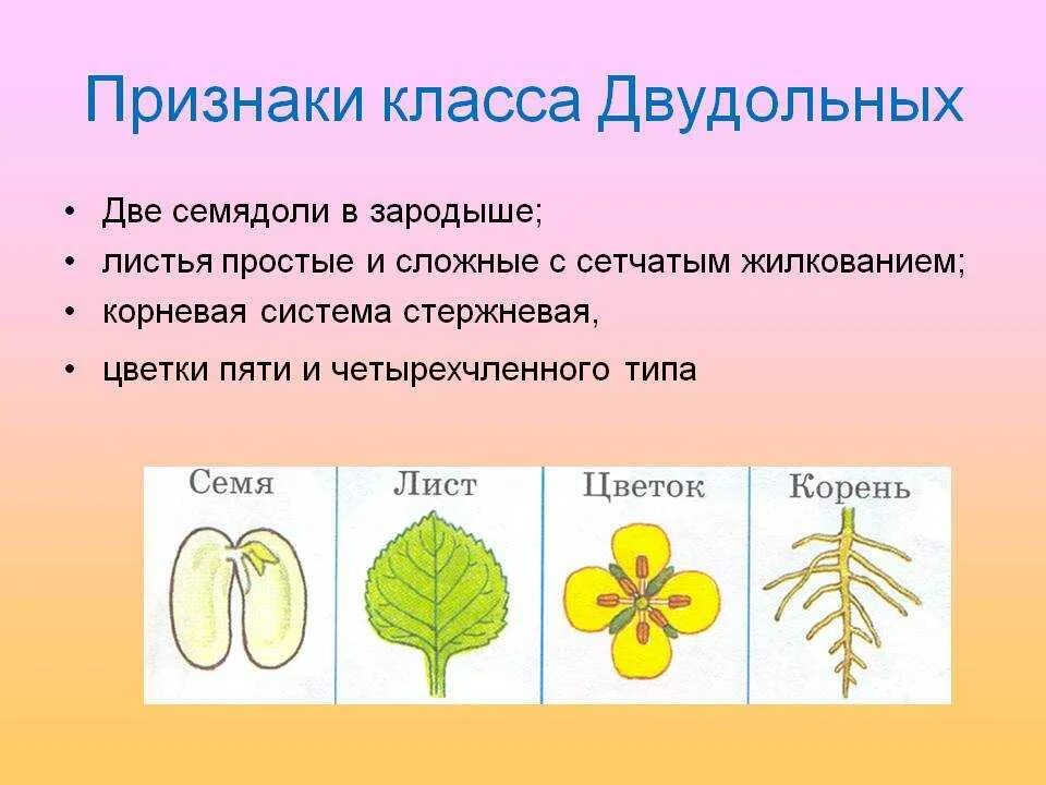 Укажите признаки класса двудольные цветок