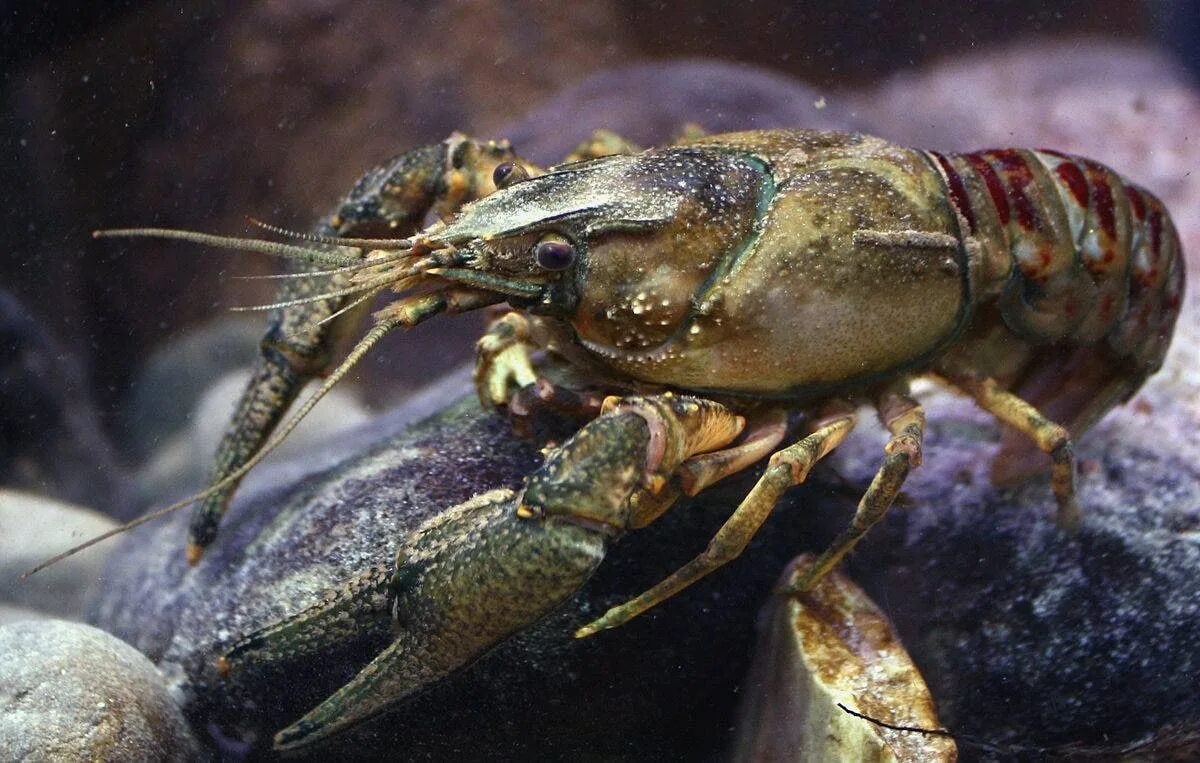 Картинка рак. Orconectes limosus. Pacifastacus leniusculus. Пресноводные ракообразные. Ракообразные водные обитатели.