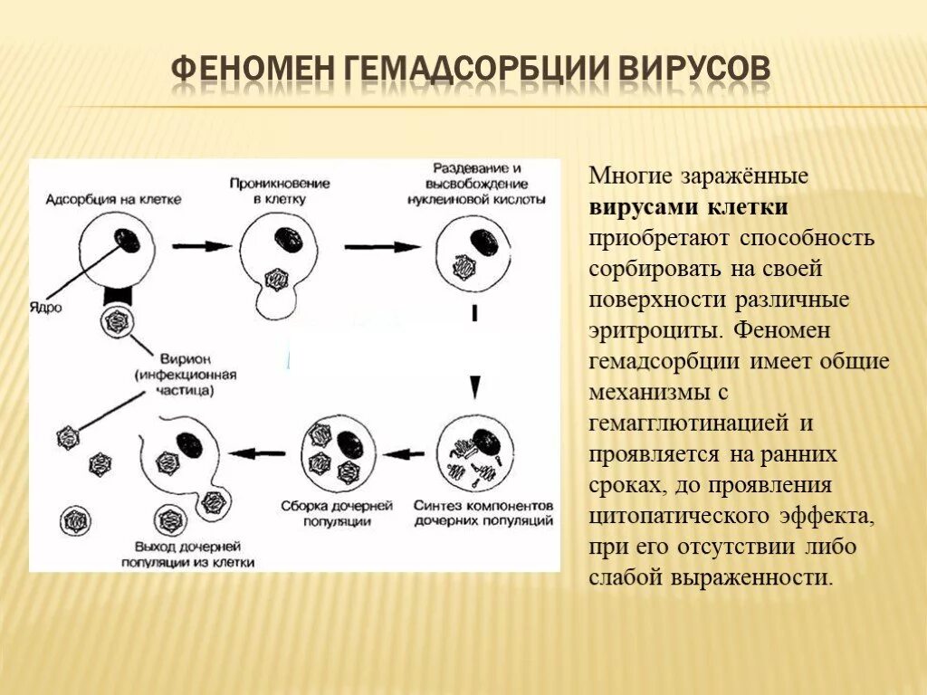 Раздевание вируса