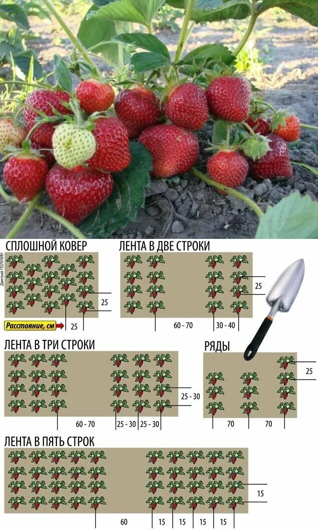 Клубника схема посадки двухстрочная. Схема посадки ремонтантной земляники. Схема высадки клубники. Схе а посадки клубники.