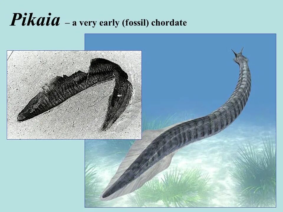 Пикайя, хайкоуихтис. Ланцетник это низшее хордовое. Пикайя окаменелости. Пикайя кембрий. Пикайя (pikaia gracilens).