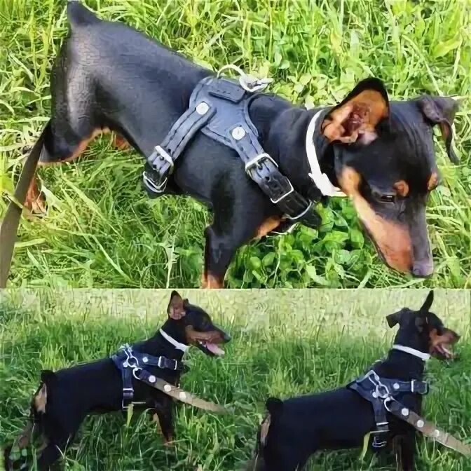 Цвергпинчер в шлейке. Police k9 шлейка доберман. Шлейка для цвергпинчера. Цвергпинчер в шлейке. Нейлоновая шлейка для добермана.