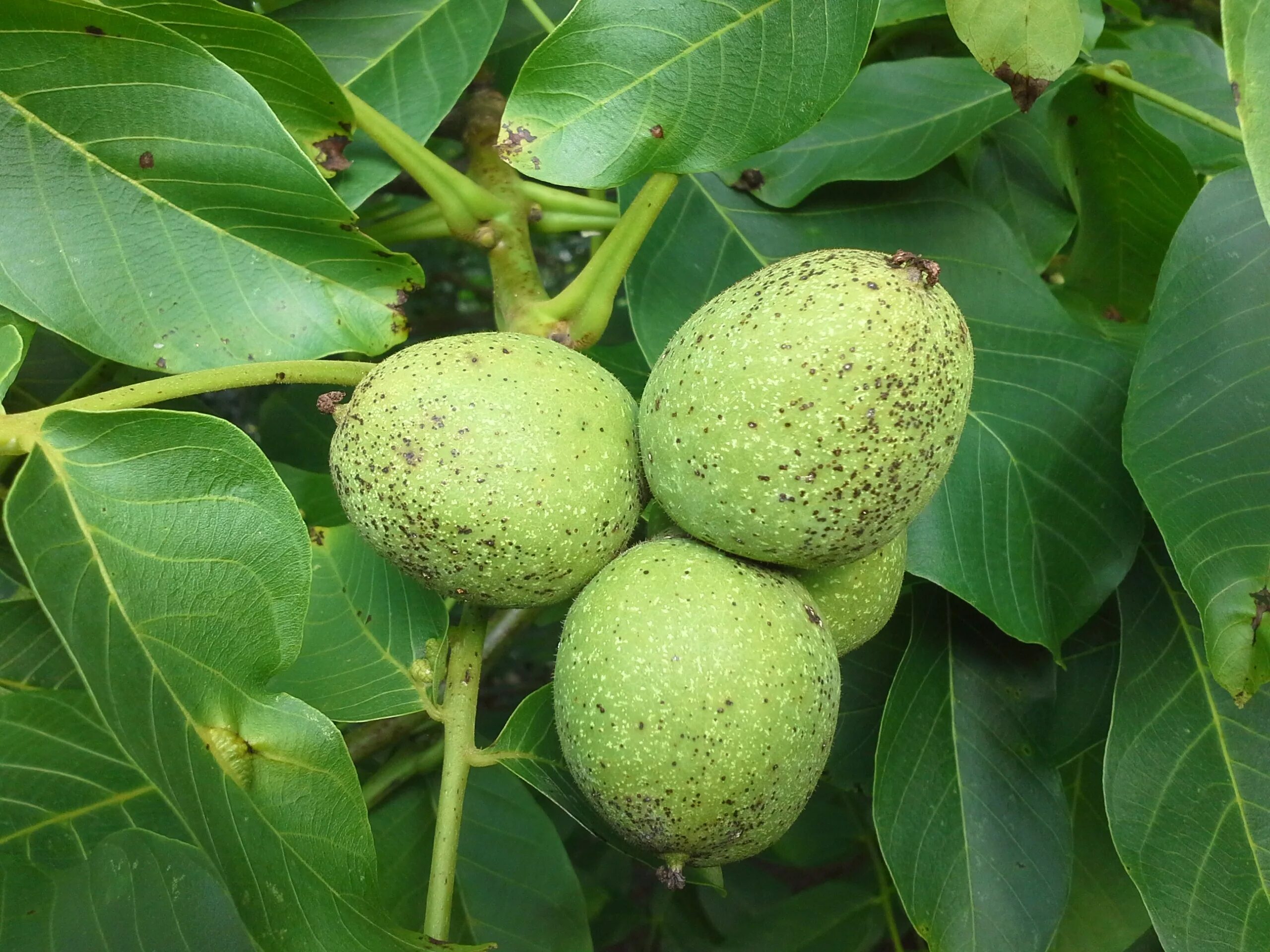 Подкормка грецкого ореха. Орех грецкий (Juglans Regia). Juglans Regia дерево. Плоды грецкого ореха на дереве. Грецкий орех Левина.