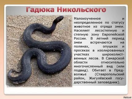 Можно ли есть гадюку